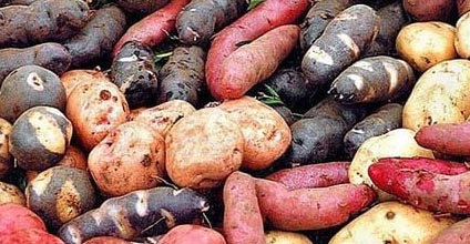 PAPAS